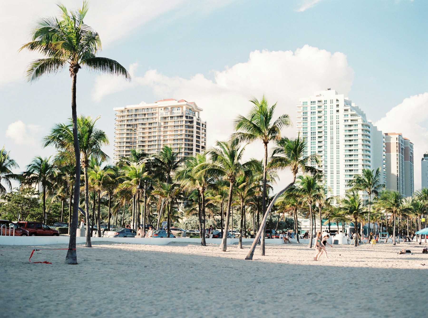 Palm trees and Miami skyline in daylight